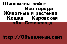 Шиншиллы пойнт ns1133,ny1133. - Все города Животные и растения » Кошки   . Кировская обл.,Сезенево д.